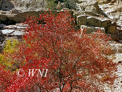 Turkmenian Maple (Acer turcomanicum)